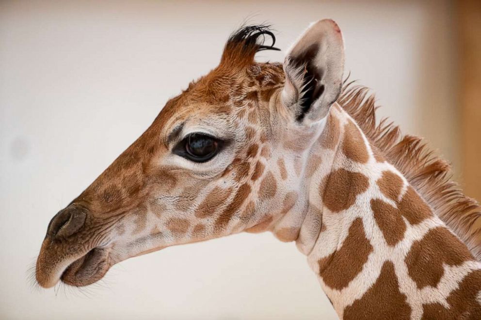 PHOTO: Woodland Park Zoo in Seattle has a new baby giraffe, born on May 2nd, 2019.