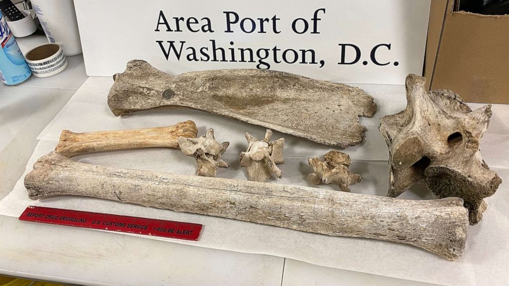 US tourist caught with animal bones after flying back from Africa: CBP