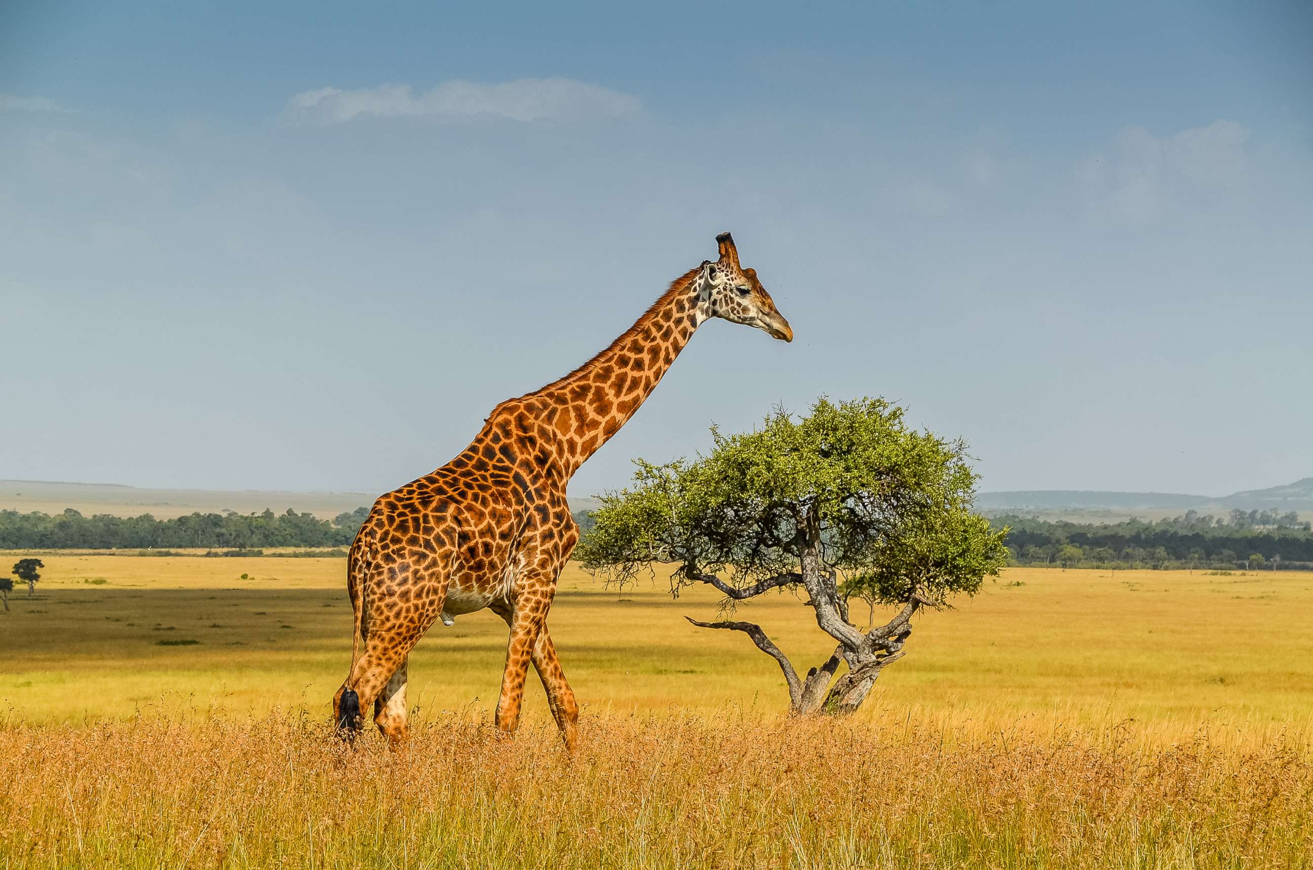 PHOTO: Giraffe walks in the Masai Mara National Park in Kenya.