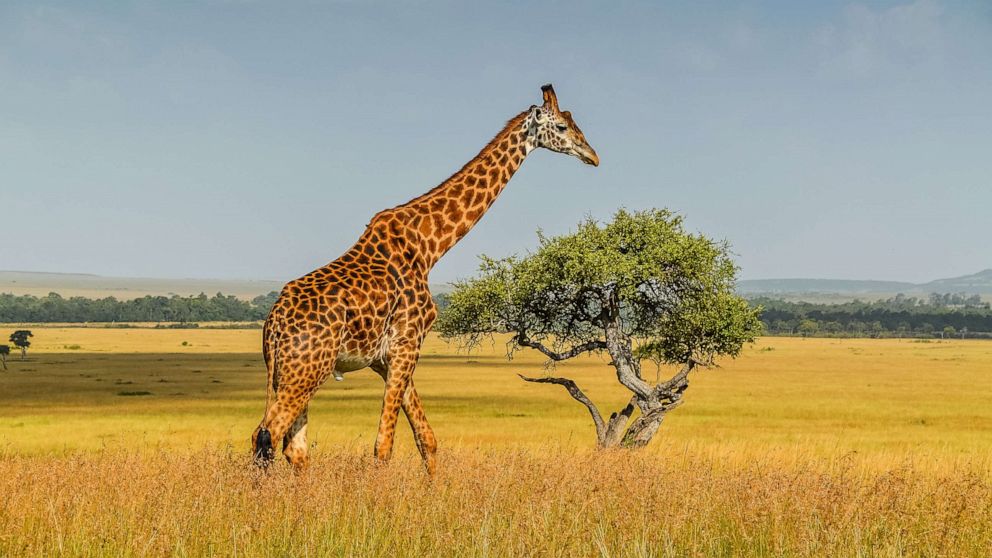 PHOTO: Giraffe walks in the Masai Mara National Park in Kenya.