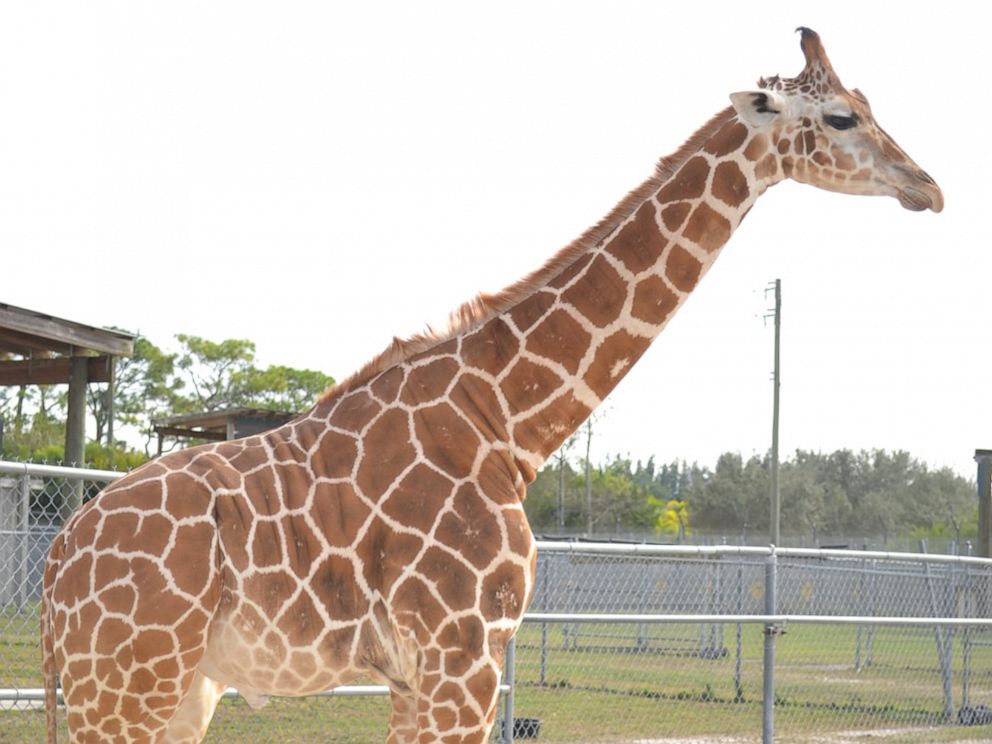 PHOTO: Lion Country Safari posted this photo of a giraffe on his Facebook account by announcing that two giraffes were killed by lightning. 