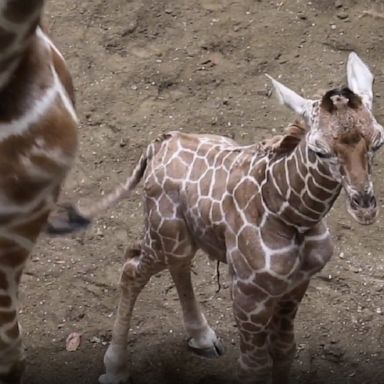 The male calf, standing 6 feet tall and weighing 137 pounds, was born to first-time mother Kita following a 14-month pregnancy.