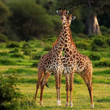 The tallest animal on Earth is in danger, according to the U.S. Fish and Wildlife Service, which has called for federal protections for giraffe species for the first time.