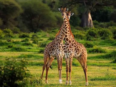 WATCH:  Giraffes need endangered species protection for the first time, US officials say