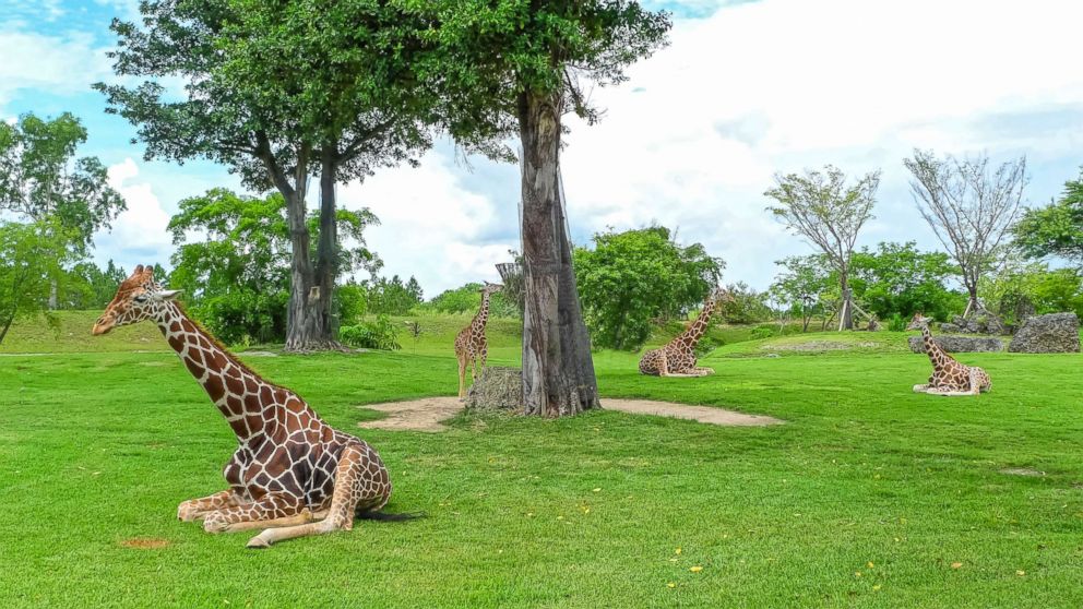 PHOTO: Giraffes are pictured at Miami's Metro Zoo in Florida in this undated stock photo.