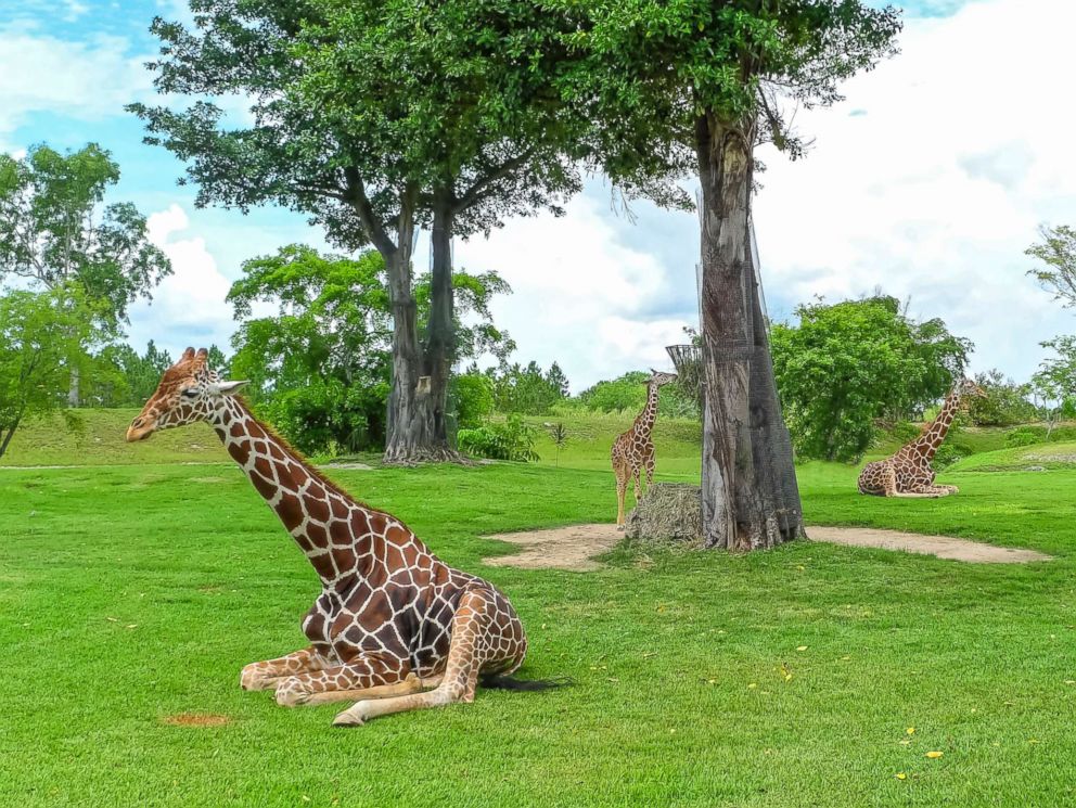 PHOTO: Giraffes are pictured at Miamis Metro Zoo in Florida in this undated stock photo.
