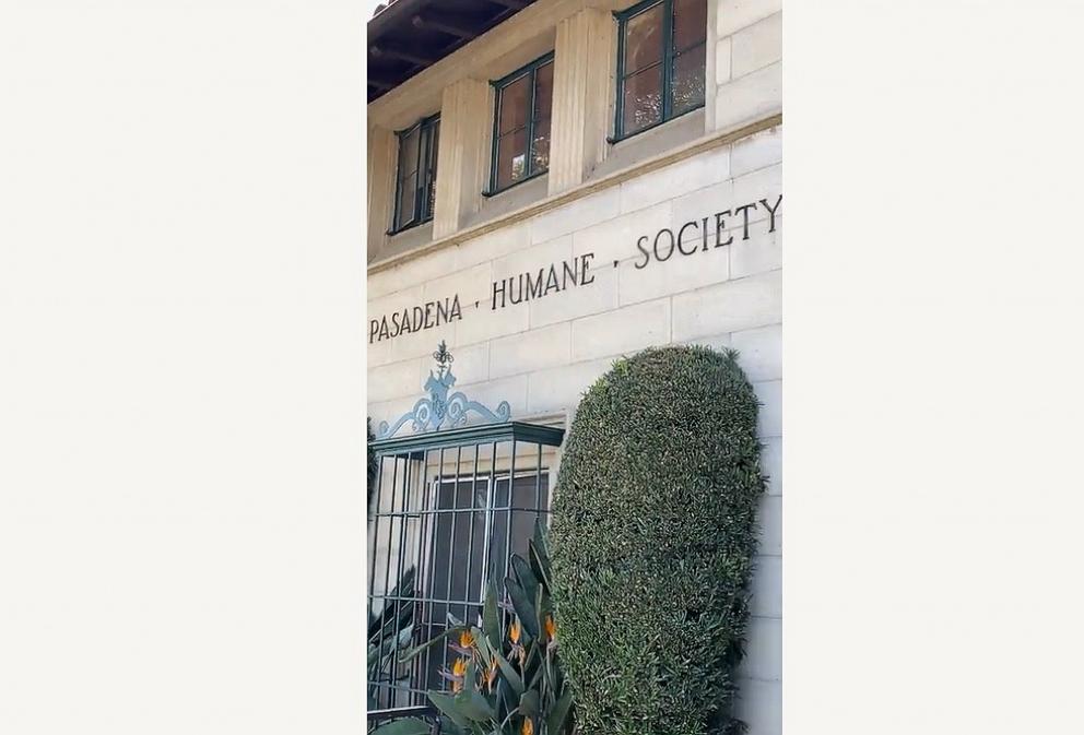 Hundreds of displaced pets find refuge after being displaced in