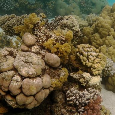 The sea sponge, called sclerosponge, is a long-lived species that records chemical changes in its calcium carbonate skeleton, according to a paper published Monday.