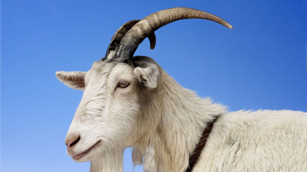 PHOTO: In this undated file photo, a goat is shown.