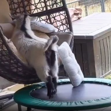 This goat jumped on a trampoline to reach a chair.