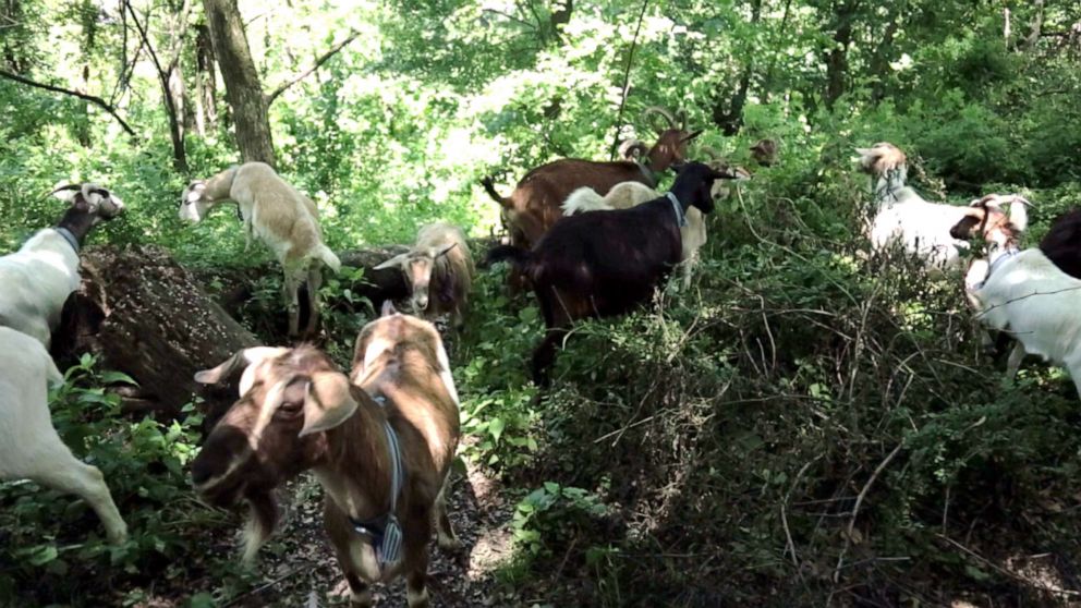 PHOTO: There are 24 goats currently grazing in a two-acre area in Manhattan's Riverside Park.