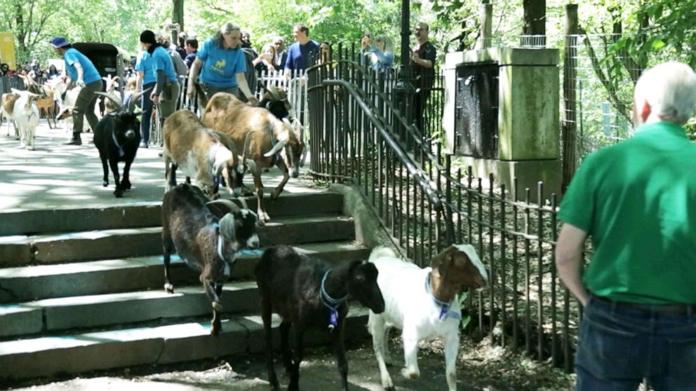 PHOTO: The goats started their stay in the park on May 21, 2019, and are expected to be there through the end of August. 
