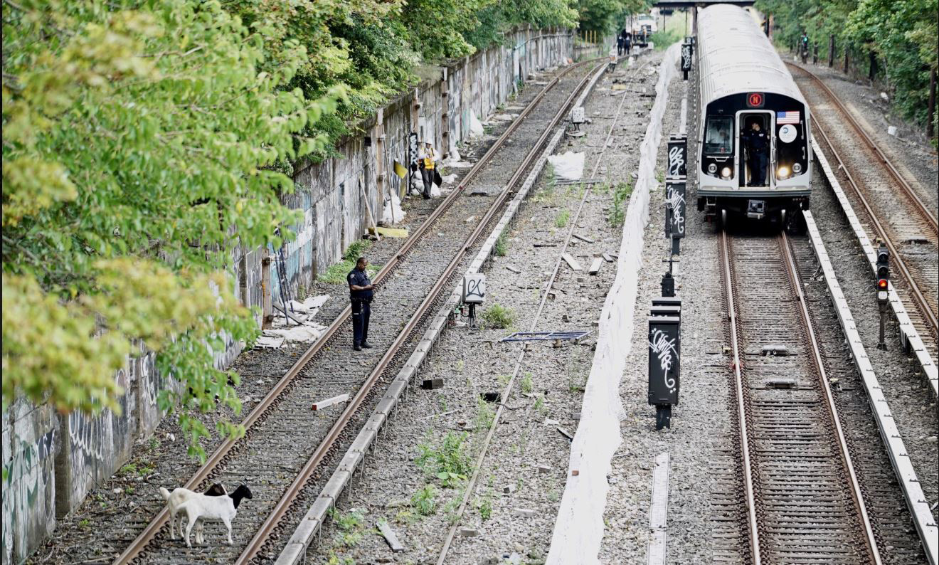 PHOTO: Two goats are roaming along the N line tracks in Brooklyn on Aug 20, 2018. They are safe and not affecting the service at the moment. 