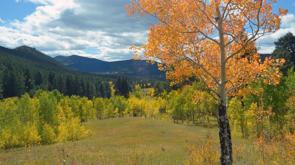 PHOTO: In this undated stock photo shows trees in Autumn in Golden Gate Canyon State Park, in Colo.