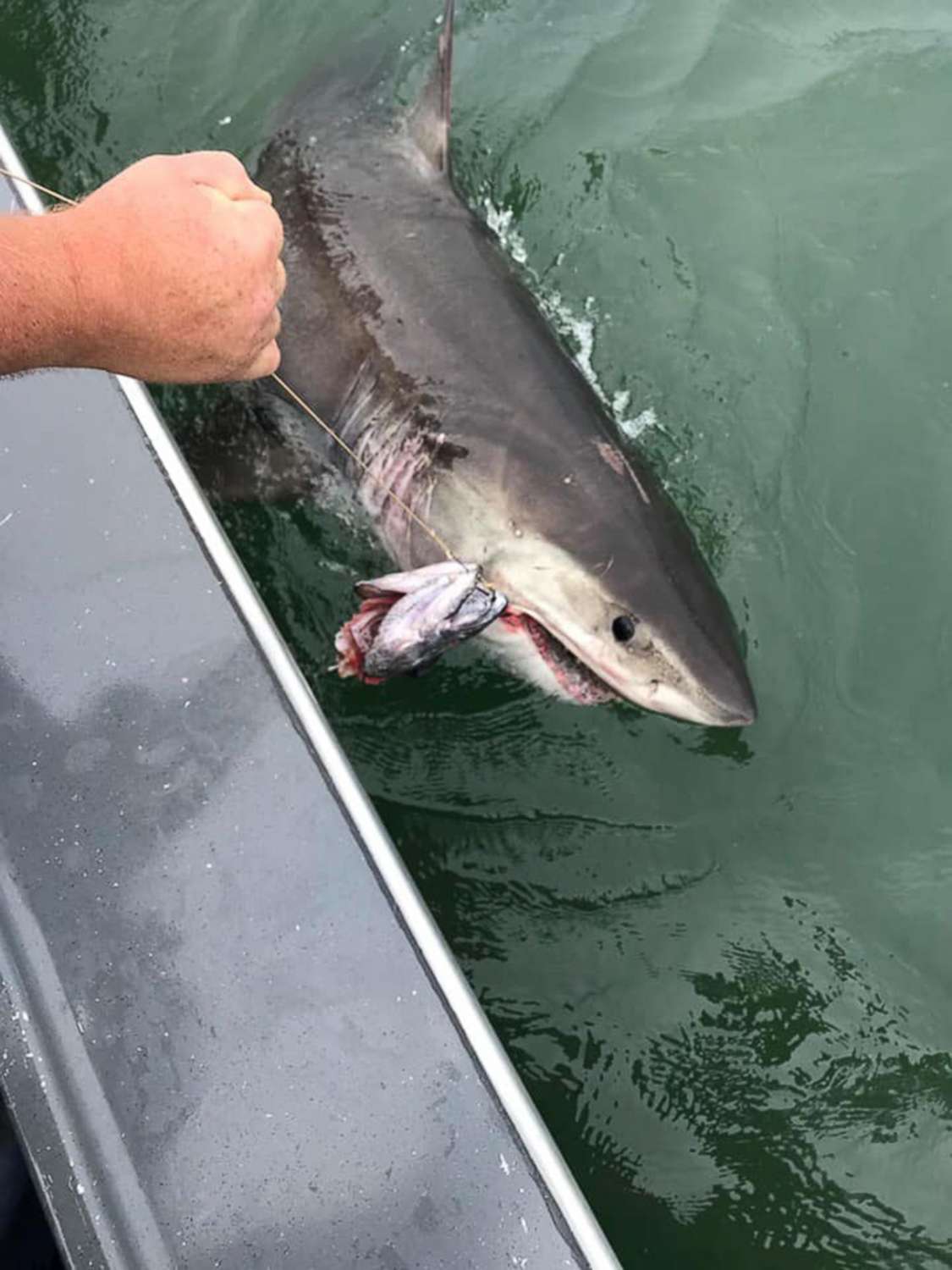 PHOTO: A great white shark dragged a fishing boat in the San Francisco Bay for nearly an hour after it snagged bait on a line on Saturday, July 13, in San Francisco.