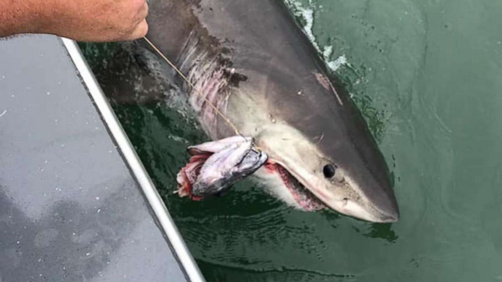 Great white shark tussles with boat      