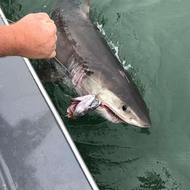 Great white shark drags fishing boat around San Francisco Bay for 2 miles:  'Everybody was just amazed' - Good Morning America