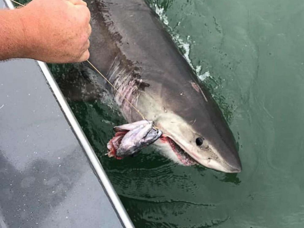 puma catches shark