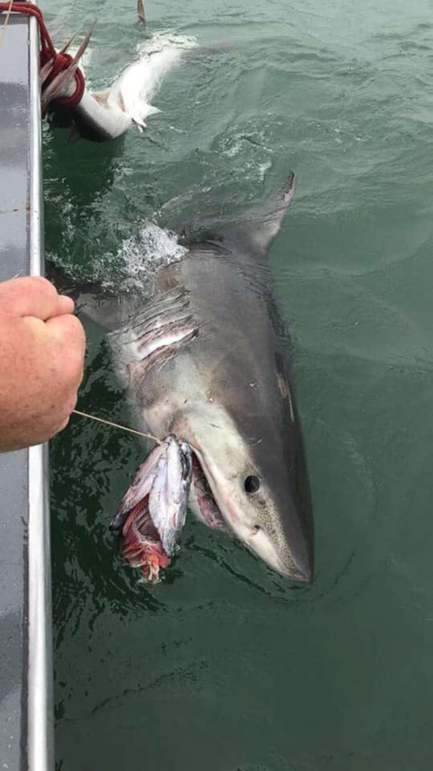 PHOTO: A great white shark dragged a fishing boat in the San Francisco Bay for nearly an hour after it snagged bait on a line on Saturday, July 13, 2019, in San Francisco.