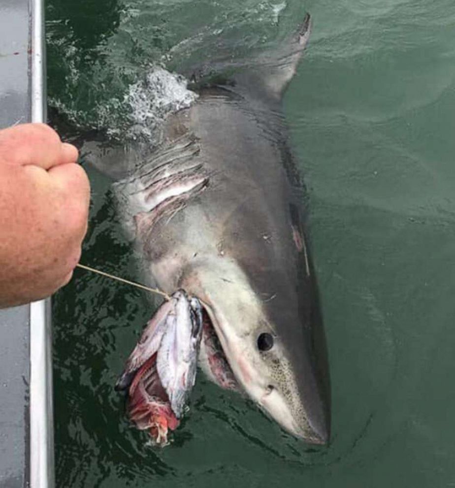 Great White Shark with fishing hook Photo