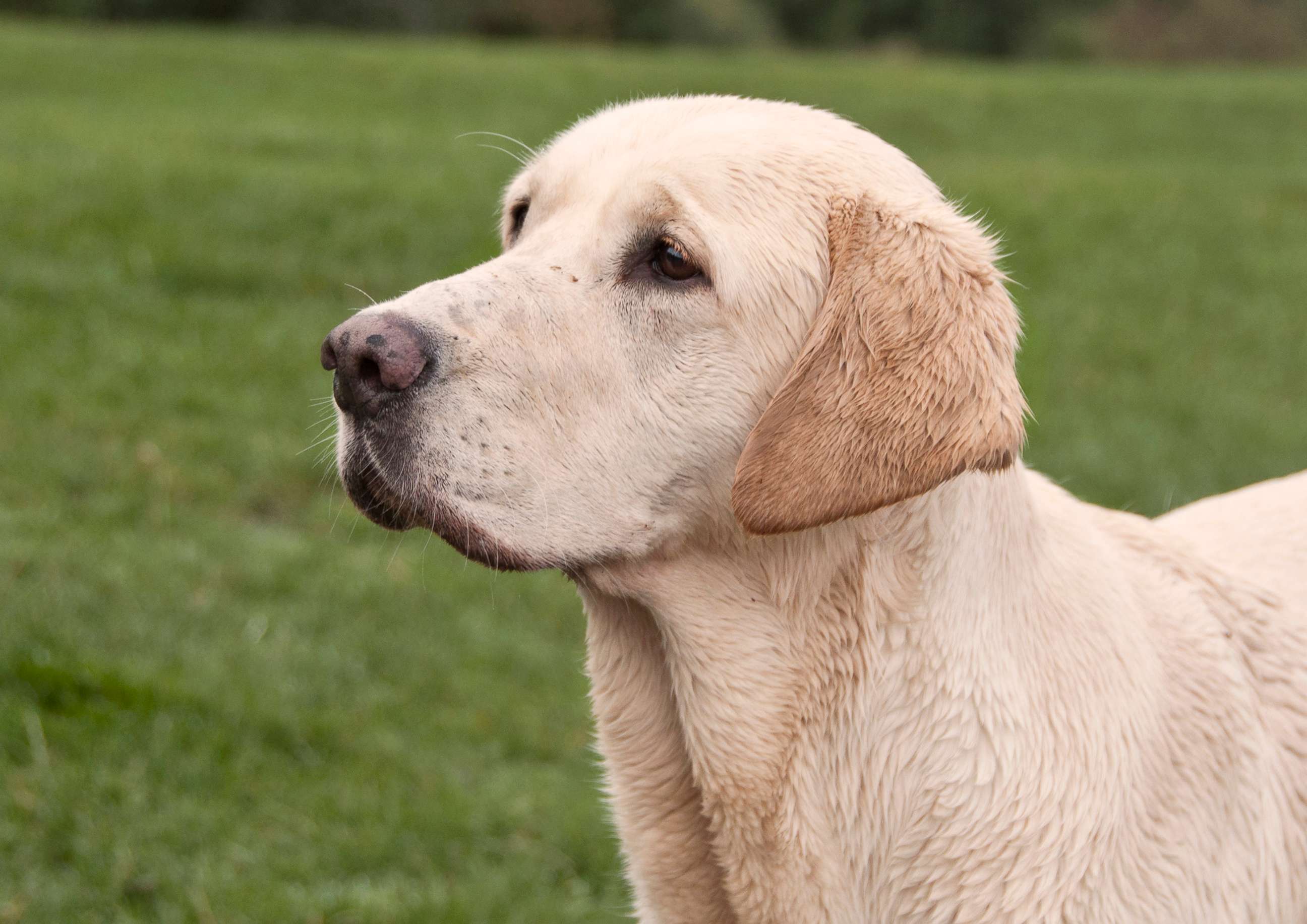 PHOTO: An undated stock photo of a golden Labrador. 