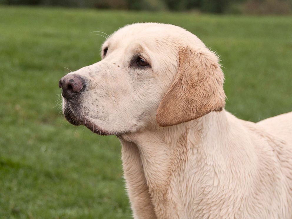PHOTO: An undated stock photo of a golden Labrador.
