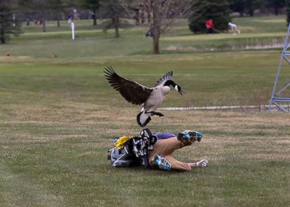 One unlucky golfer ran into a very angry goose on the golf course in Adrian, Michigan, on Saturday, April 21, 2018.