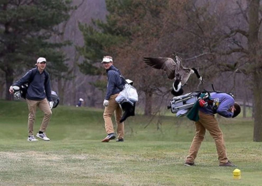 One unlucky golfer ran into a very angry goose on the golf course in Adrian, Michigan, on Saturday, April 21, 2018.