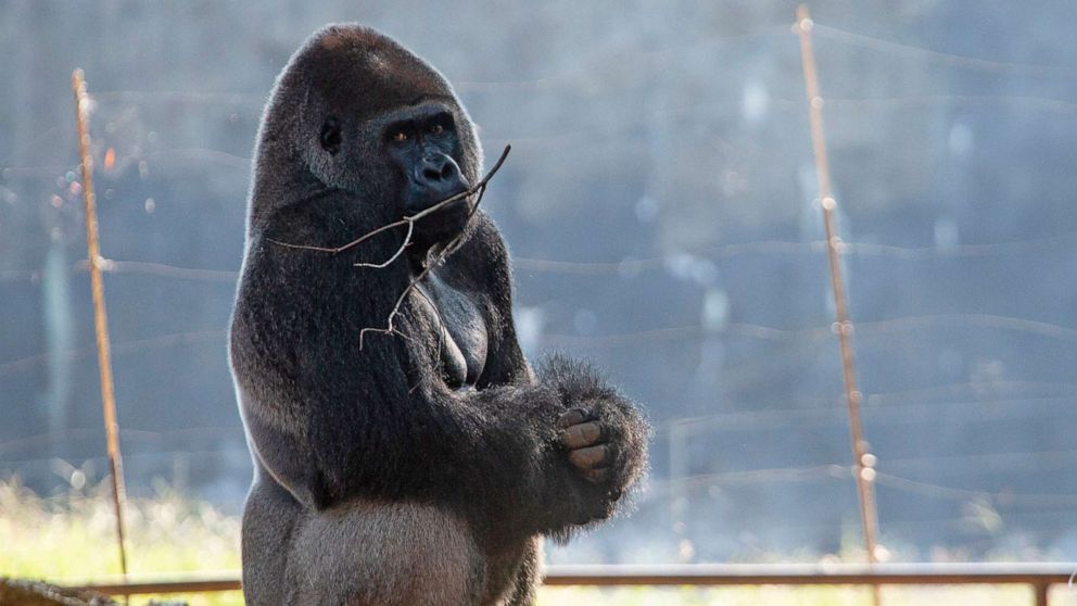 PHOTO:  A western lowland gorilla is seen in its habitat at Zoo Atlanta on Sept. 14, 2021, in Atlanta.