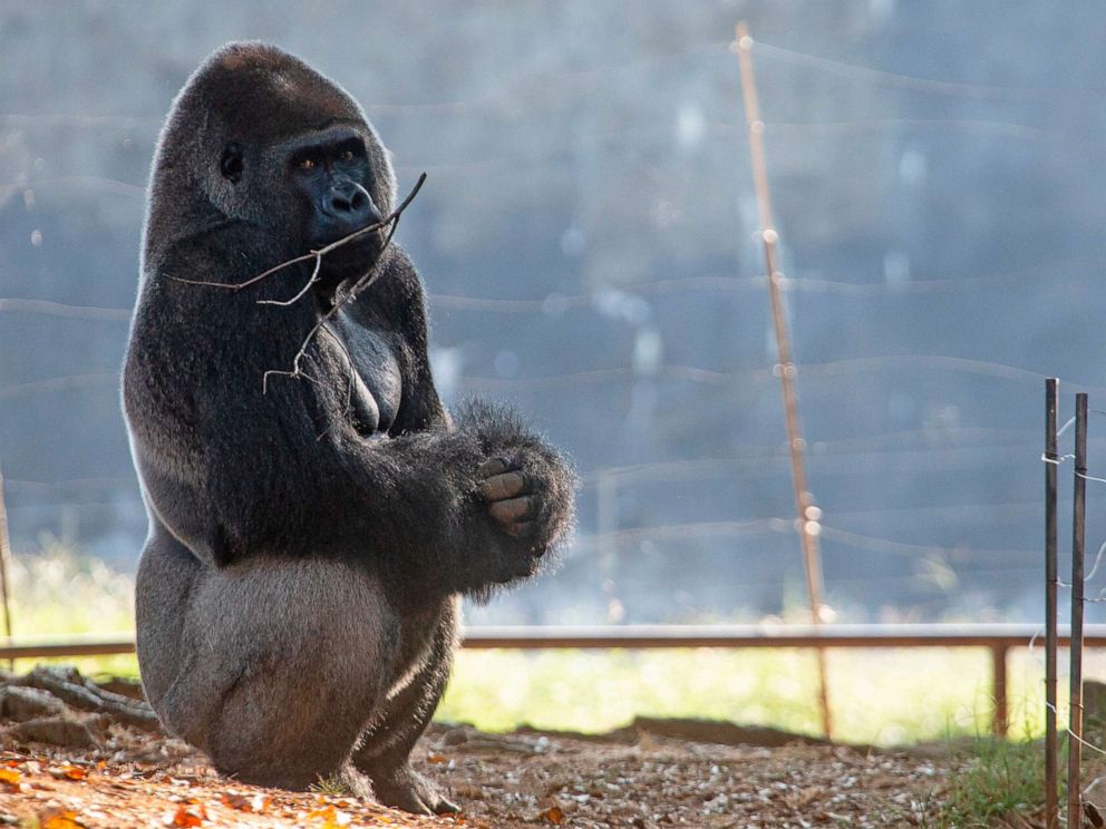 PHOTO:  A western lowland gorilla is seen in its habitat at Zoo Atlanta on Sept. 14, 2021, in Atlanta.