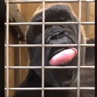 Playful gorilla pulls faces at keeper during training session at Smithsonian’s National Zoo.