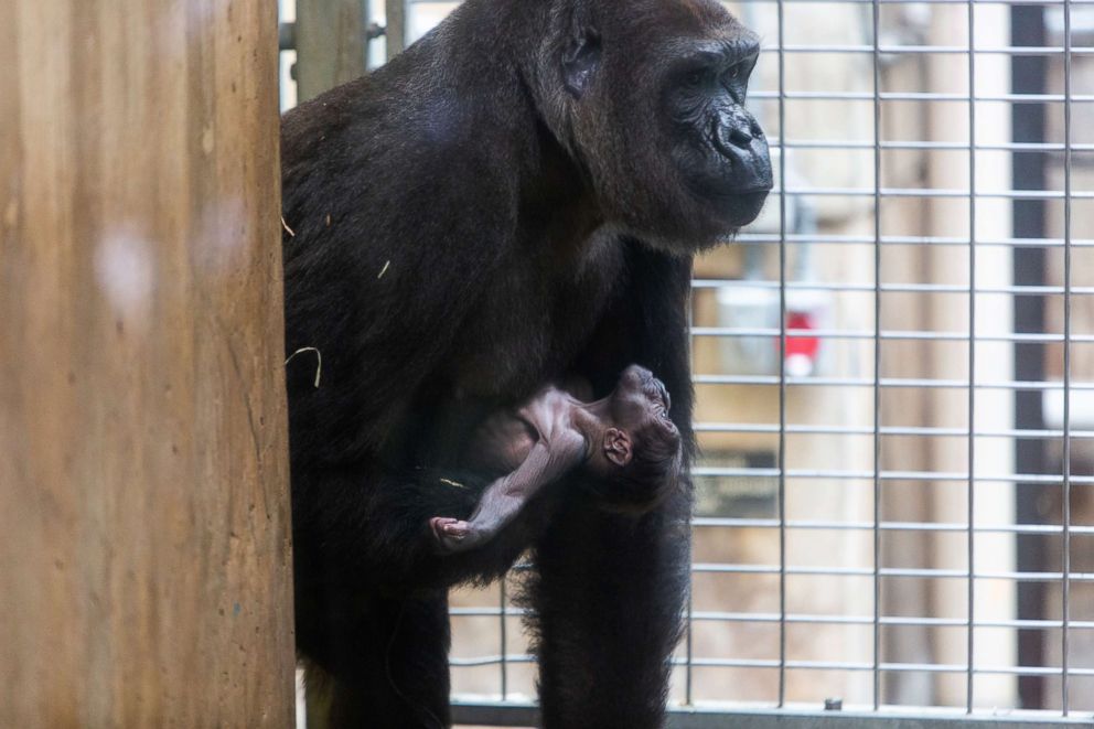 PHOTO: Calaya and her infant in the Great Ape House at the Smithsonian’s National Zoo.