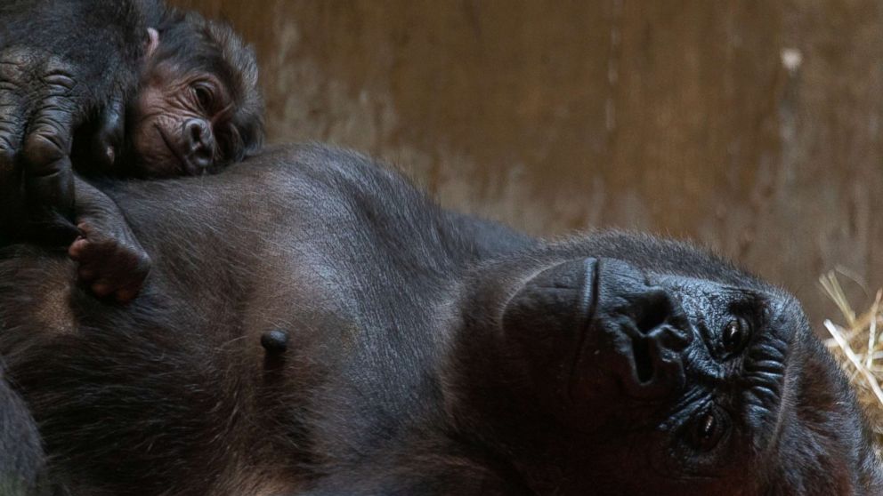 Visitors to National Zoo get first look at Moke, its 1st male western ...