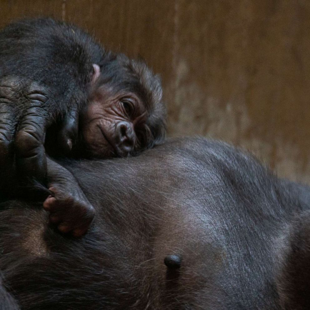 VIDEO: The tender moment unfolded at Smithsonian's National Zoo in Washington, D.C.