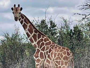 Gracie the Giraffe, who went missing after wandering off a Texas ranch, is finally found