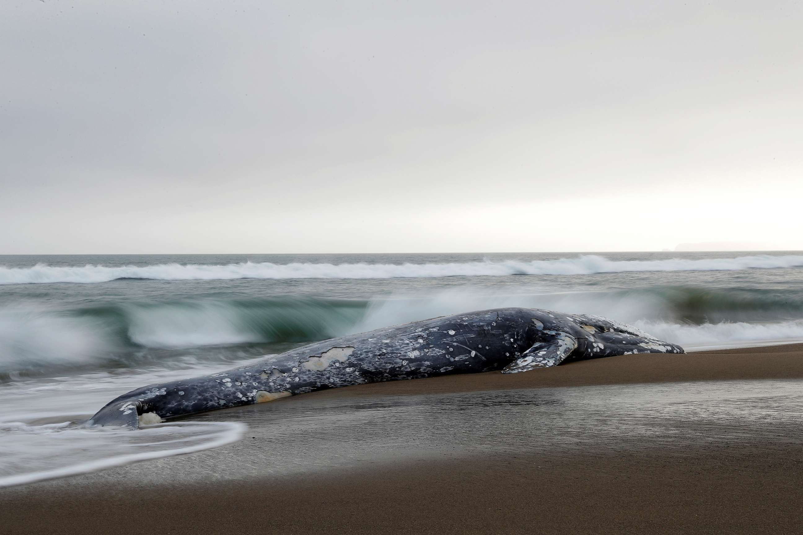 PHOTO: A dead gray whale rests on Limantour Beach at Point Reyes National Seashore in Point Reyes Station, north of San Francisco, May 23, 2019.