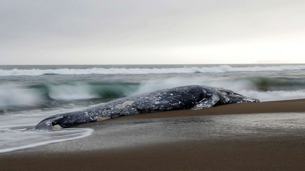 PHOTO: A dead gray whale rests on Limantour Beach at Point Reyes National Seashore in Point Reyes Station, north of San Francisco, May 23, 2019.