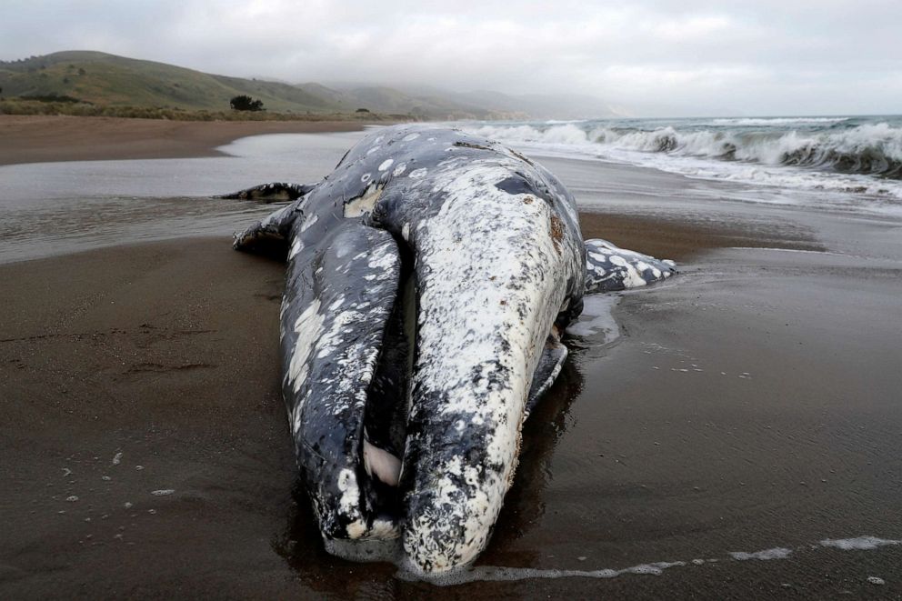 PHOTO: A dead gray whale rests on Limantour Beach at Point Reyes National Seashore in Point Reyes Station, north of San Francisco, May 23, 2019.
