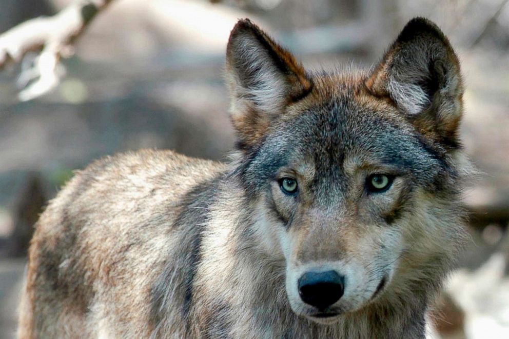 PHOTO: This July 16, 2004, file photo, shows a gray wolf at the Wildlife Science Center in Forest Lake, Minn. Wildlife activists want Colorado voters to decide if the endangered gray wolf should be reintroduced decades after it disappeared from the state.