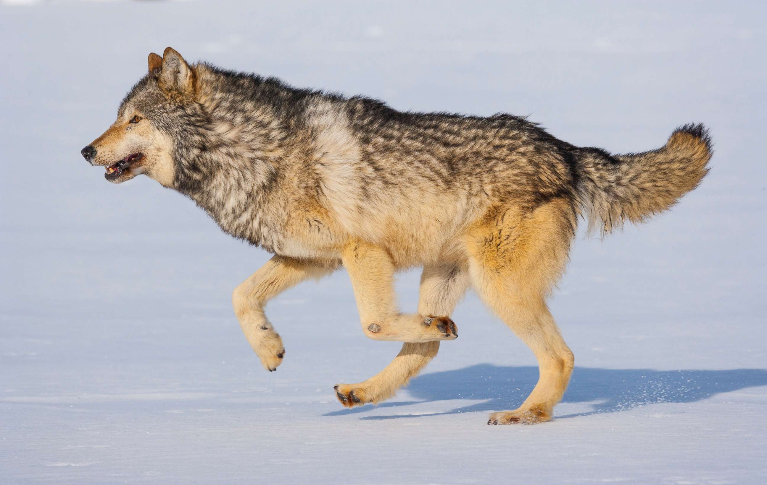 PHOTO: In this undated file photo, a grey wolf runs in the snow in Colorado.