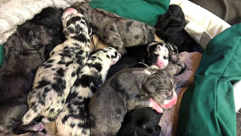 PHOTO: Newborns from a litter of 19 Great Dane puppies delivered by cesarean section at the Kingman Animal Hospital in Kingman, Ariz., on Feb. 23, 2019, rest after the delivery.
