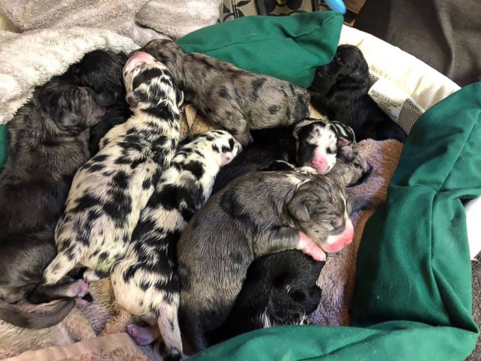 PHOTO: Newborns from a litter of 19 Great Dane puppies delivered by cesarean section at the Kingman Animal Hospital in Kingman, Ariz., on Feb. 23, 2019, rest after the delivery.