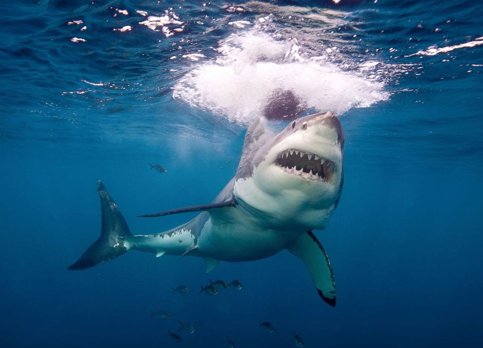 PHOTO: A great white shark is pictured in Neptune Island, Australia, in this undated stock photo.