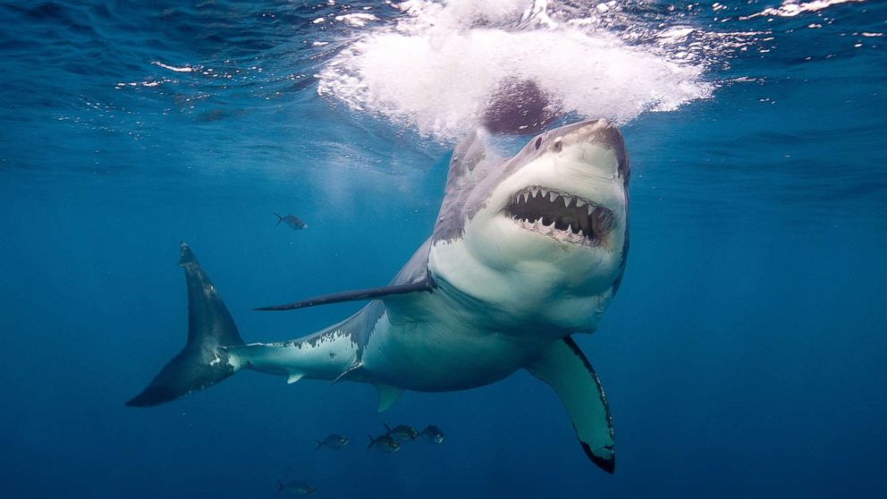 Scientists have an explanation why there is an increase of shark attacks  off East Coast - ABC News