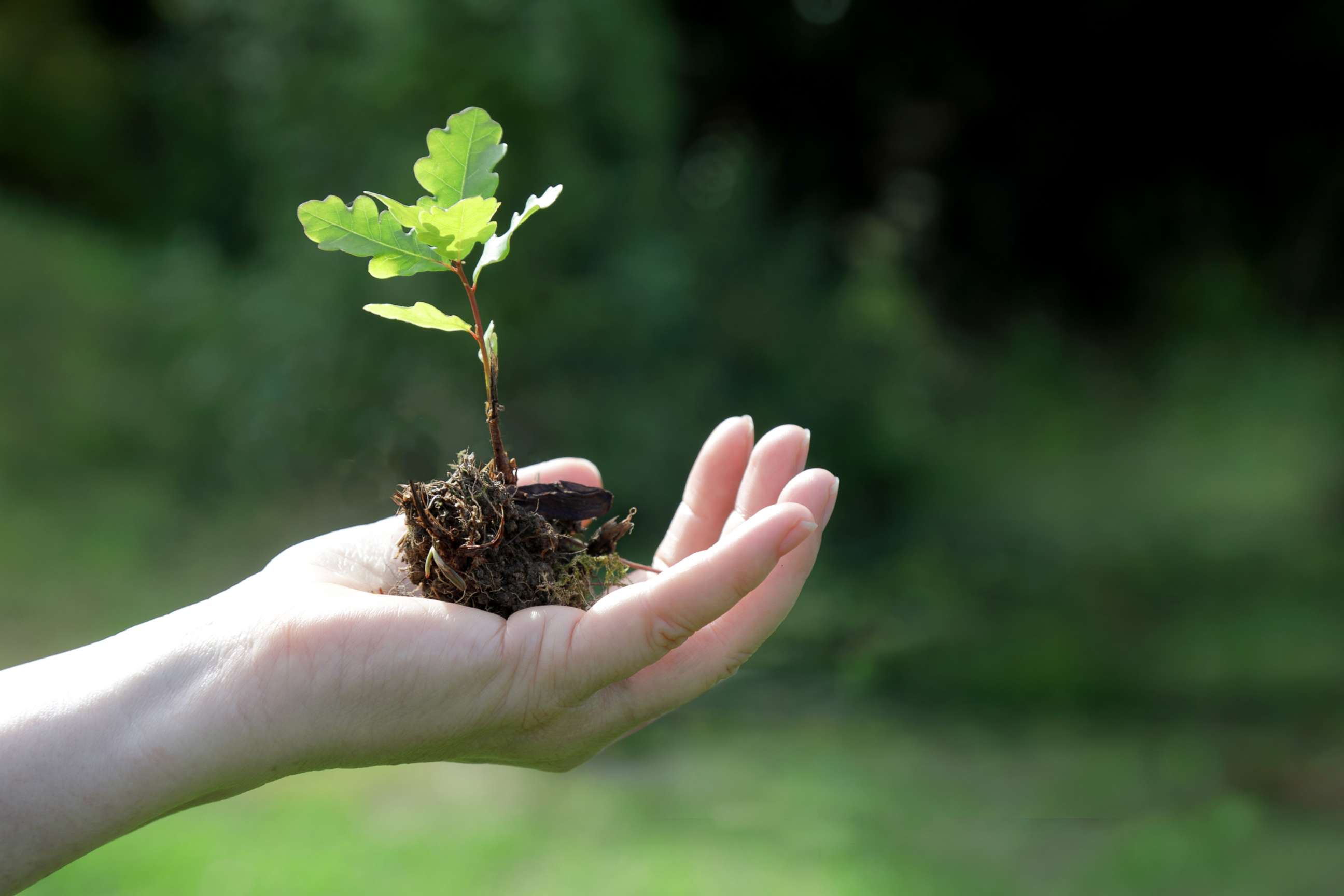 PHOTO: A person holds a sapling in this stock photo.