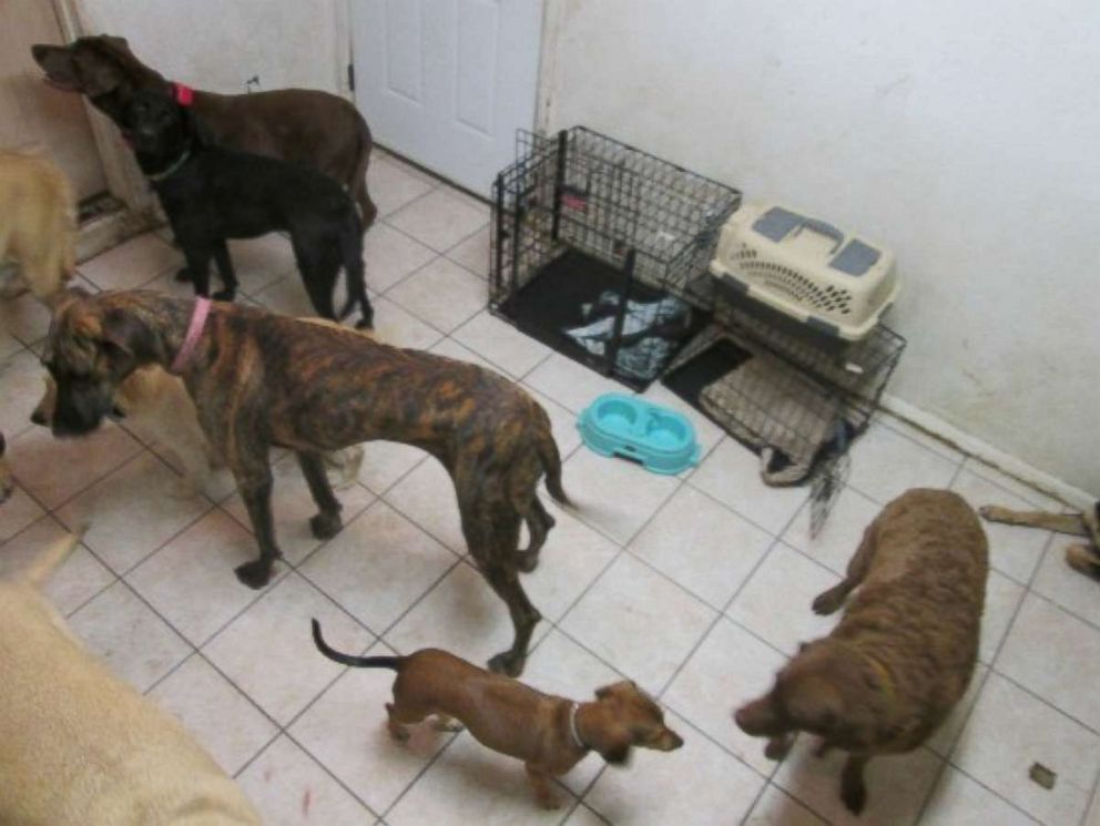 PHOTO: Pictured here are some surviving dogs when Green Acres dog boarding facility had 20 dogs die in their care from heat exhaustion in this undated photo from Maricopa County Sheriff's office, 2014. 