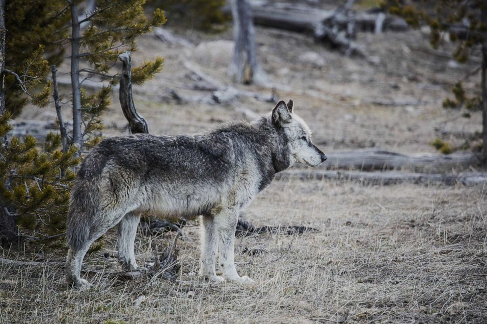 FOTO: Een mannelijke alfawolf uit Canyon Buck in Yellowstone National Park, op 25 november 2019.