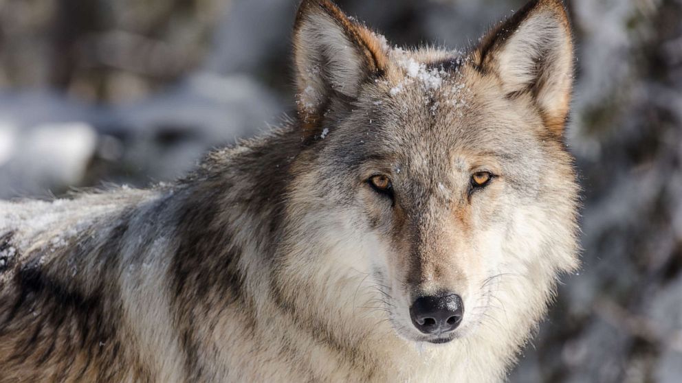 Photo: A close-up of a wolf's face in Yellowstone National Park on November 7, 2017.