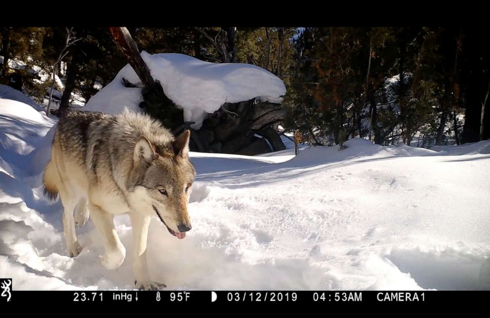 PHOTO: Members of the Junction Butte Wolf pack pass by a trail camera in Yellowstone National Park on March 12, 2019.