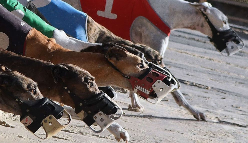 PHOTO: Dogs take off from the starting box during the final program of greyhound races at Derby Lane, Dec. 27, 2020, in St. Petersburg, Fla.